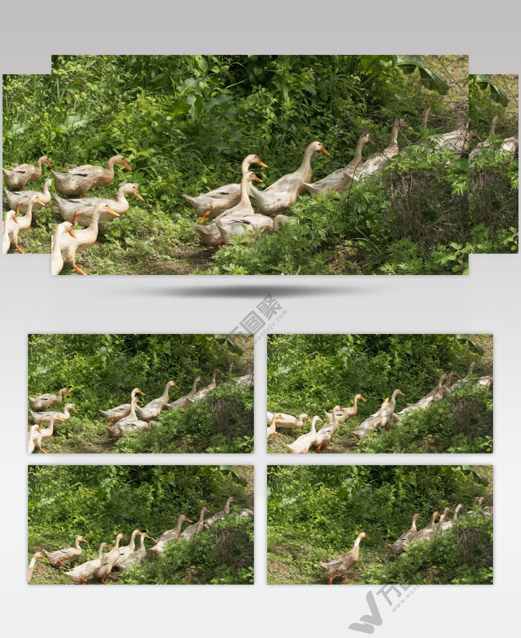 农村散养鸭子排队返回院子