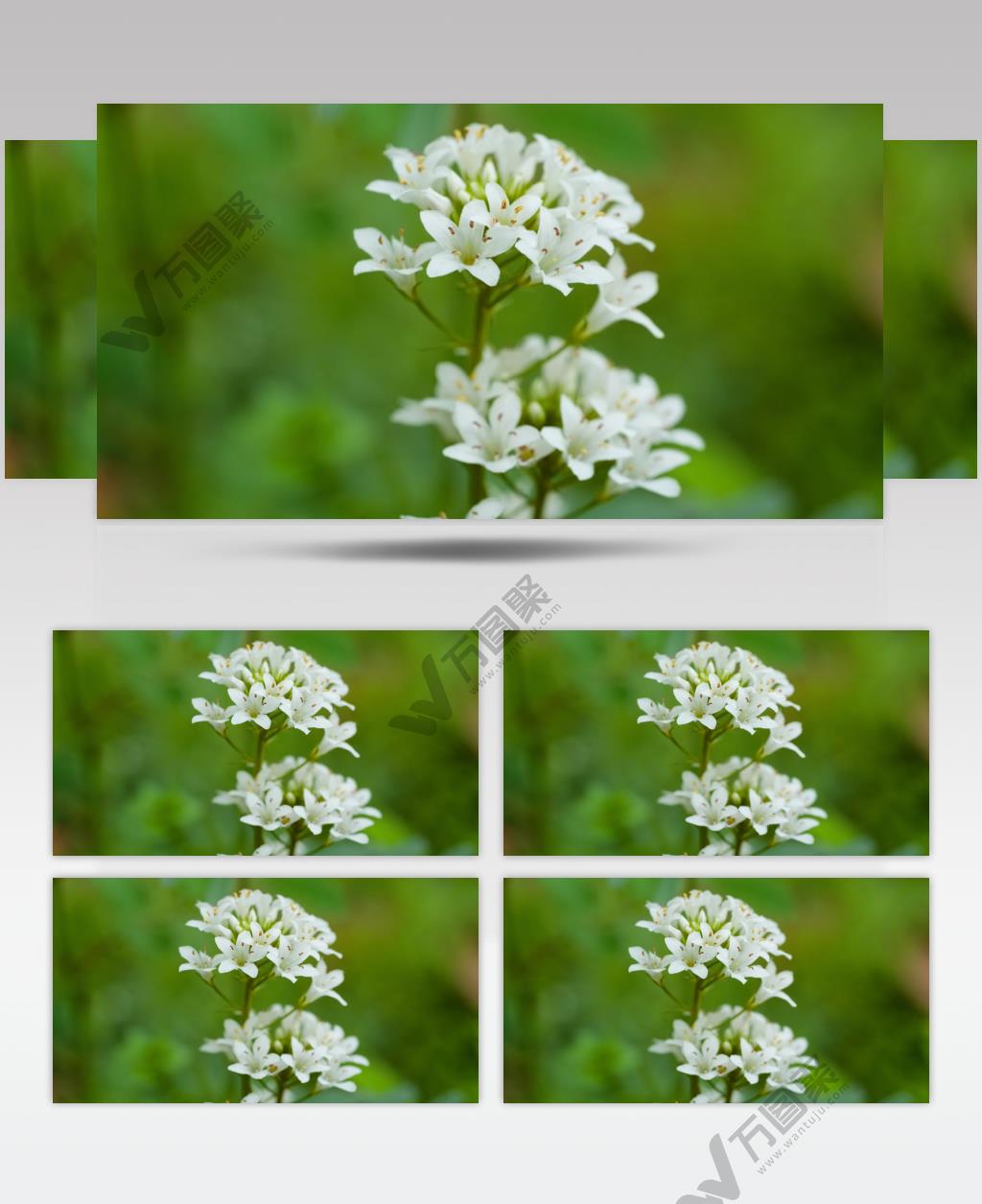 泽珍珠菜花朵卉花蕊花瓣花粉 (1)