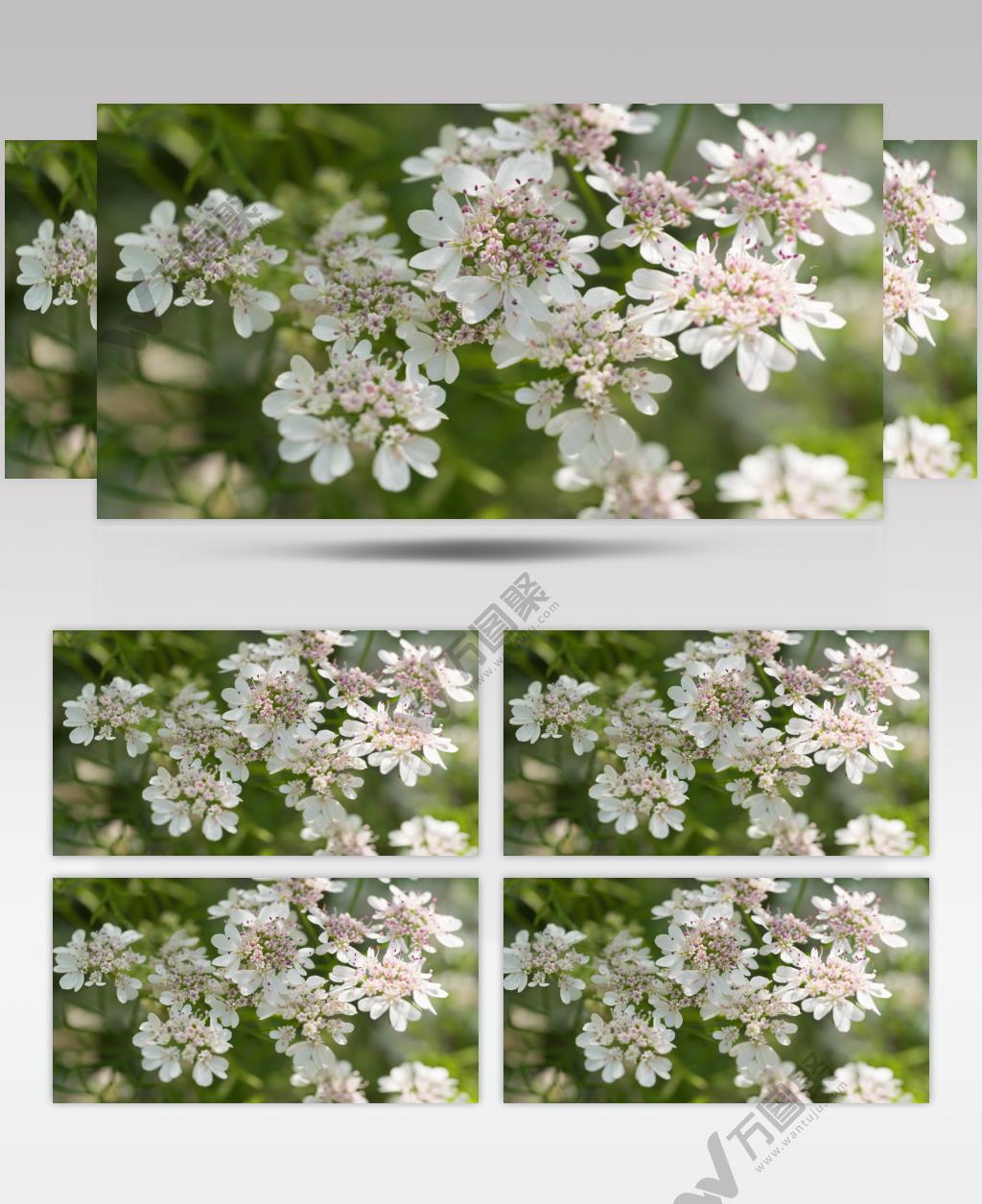 春天香菜芫荽花朵卉实拍空镜头