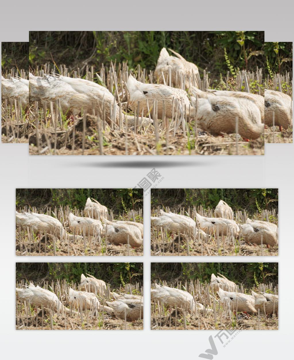 农村散养鸭子 田野觅食实拍镜头