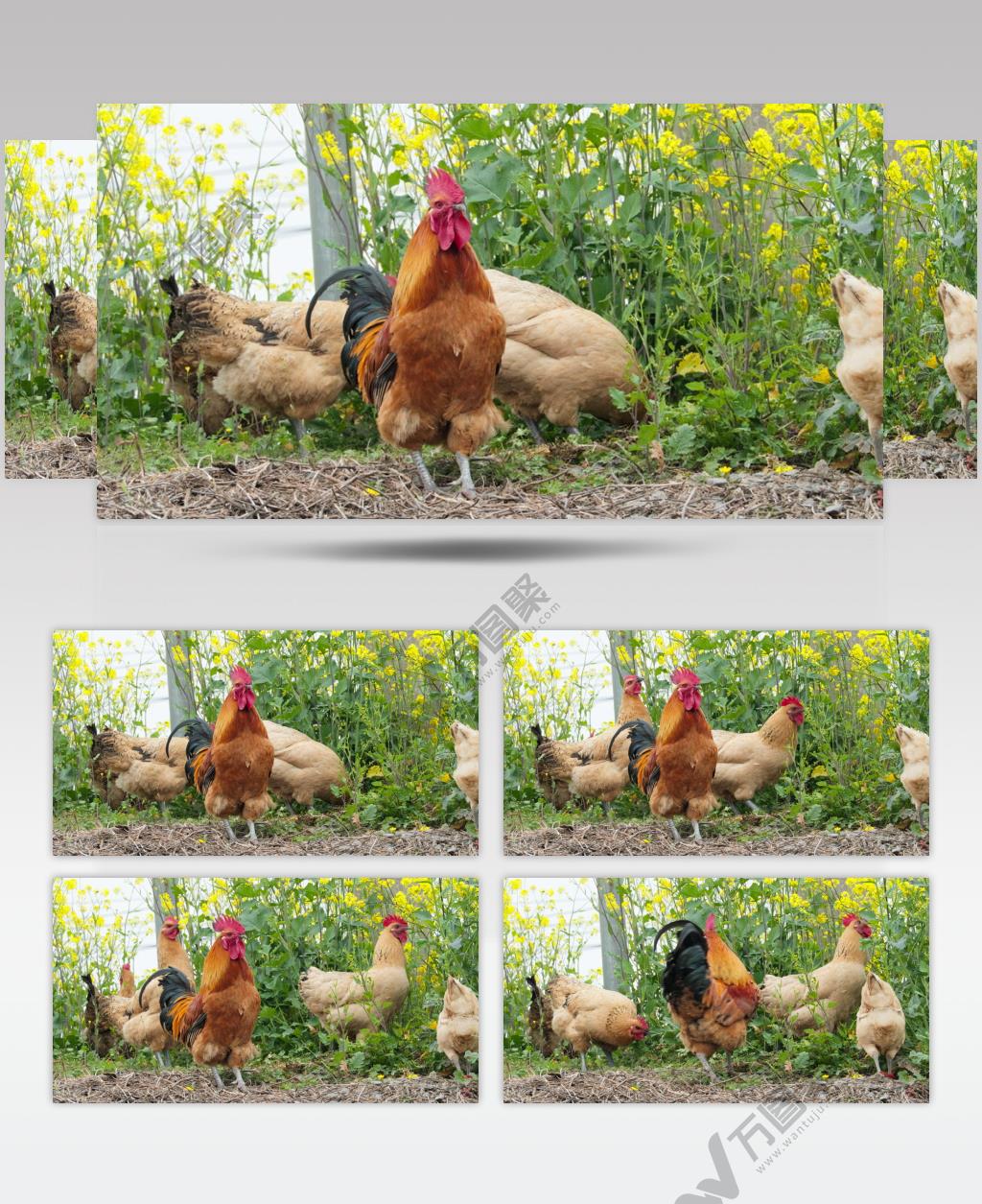 农村散养公鸡母鸡实拍镜头