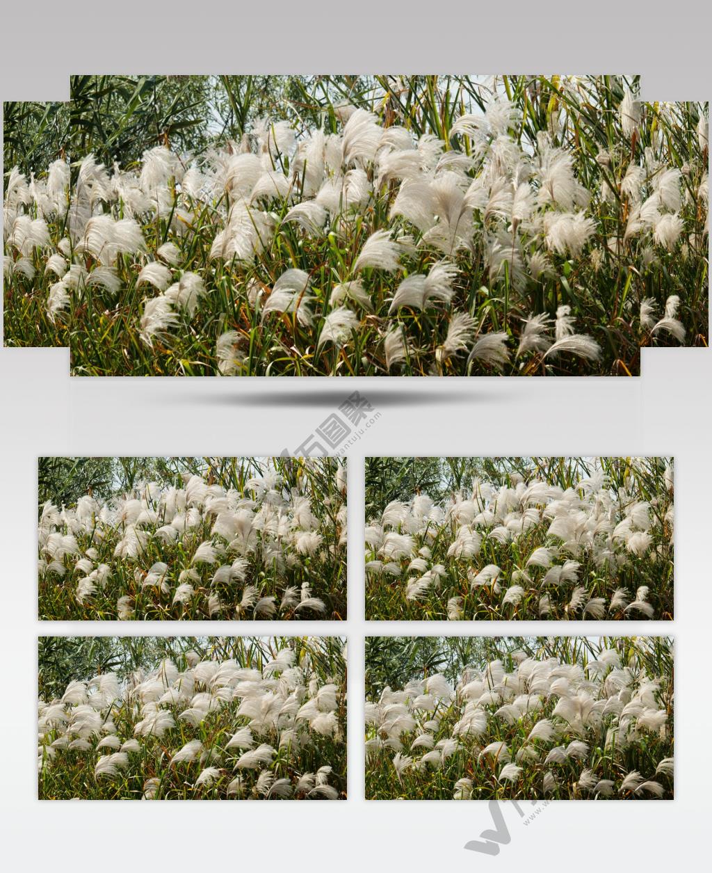 河边植物荻芒芦苇微风摆动实拍