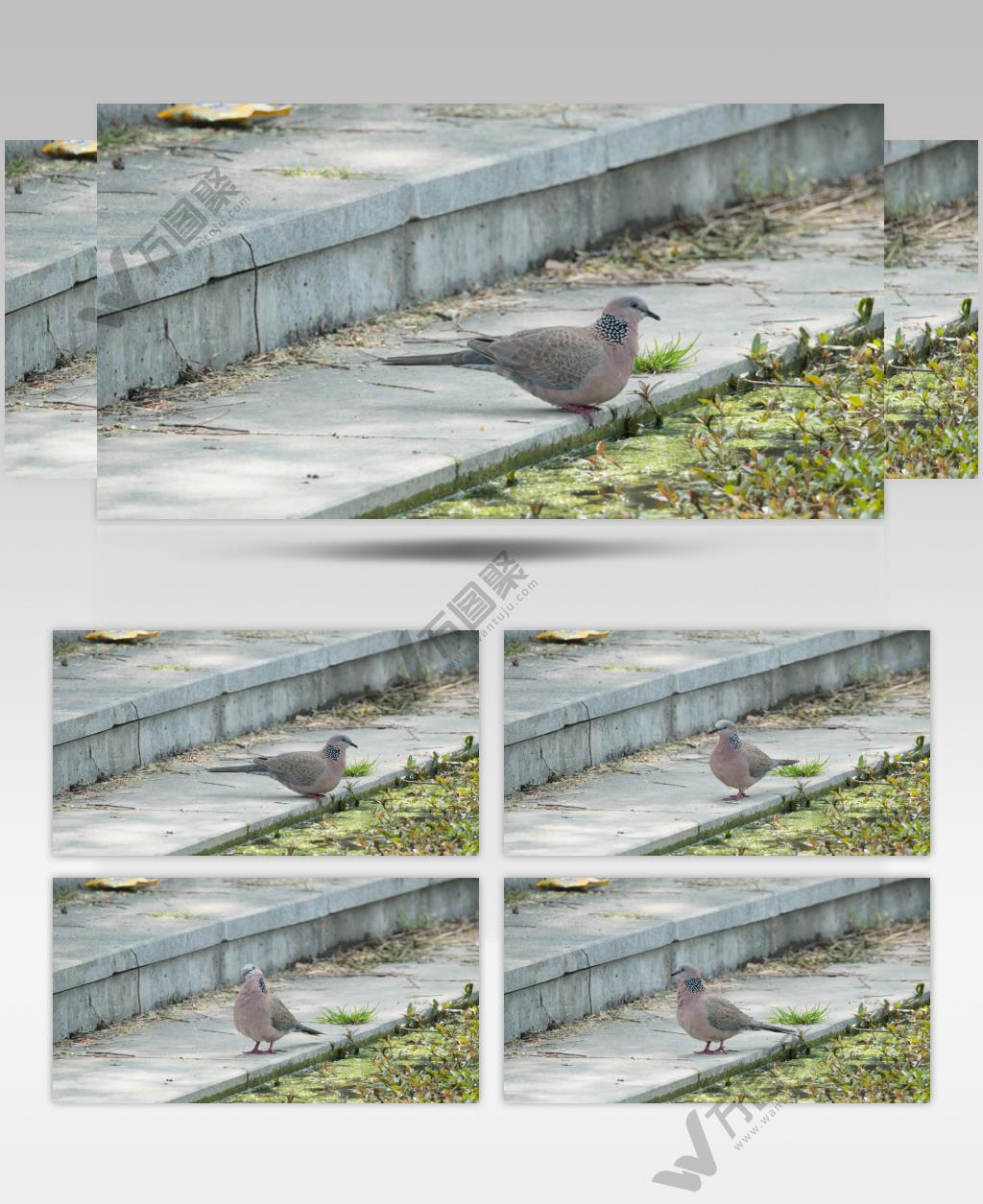 一只斑鸠鸟喝水实拍镜头