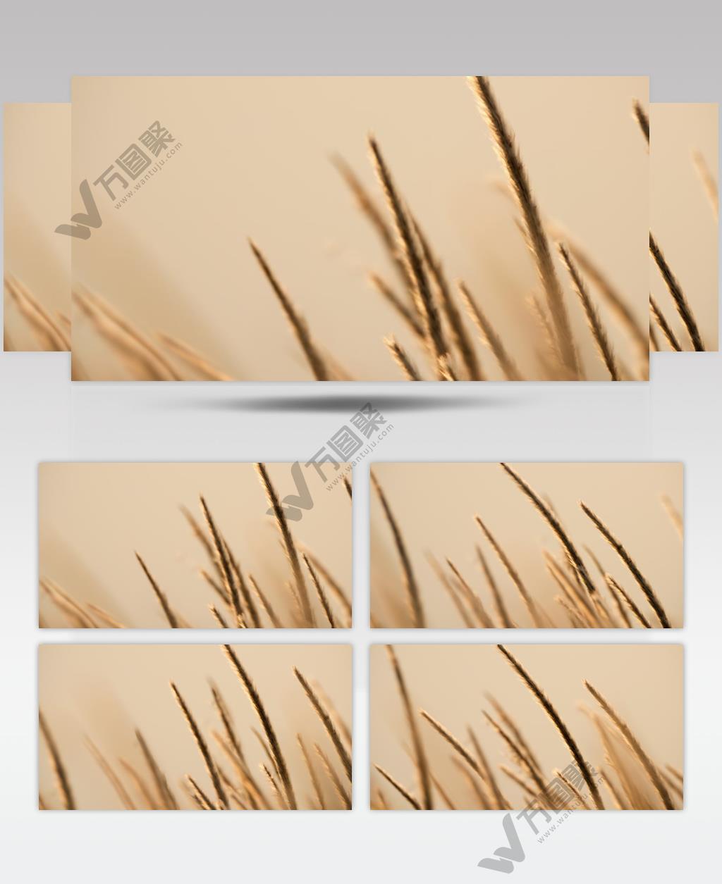 唯美芦苇狗尾巴草白茅傍晚黄昏