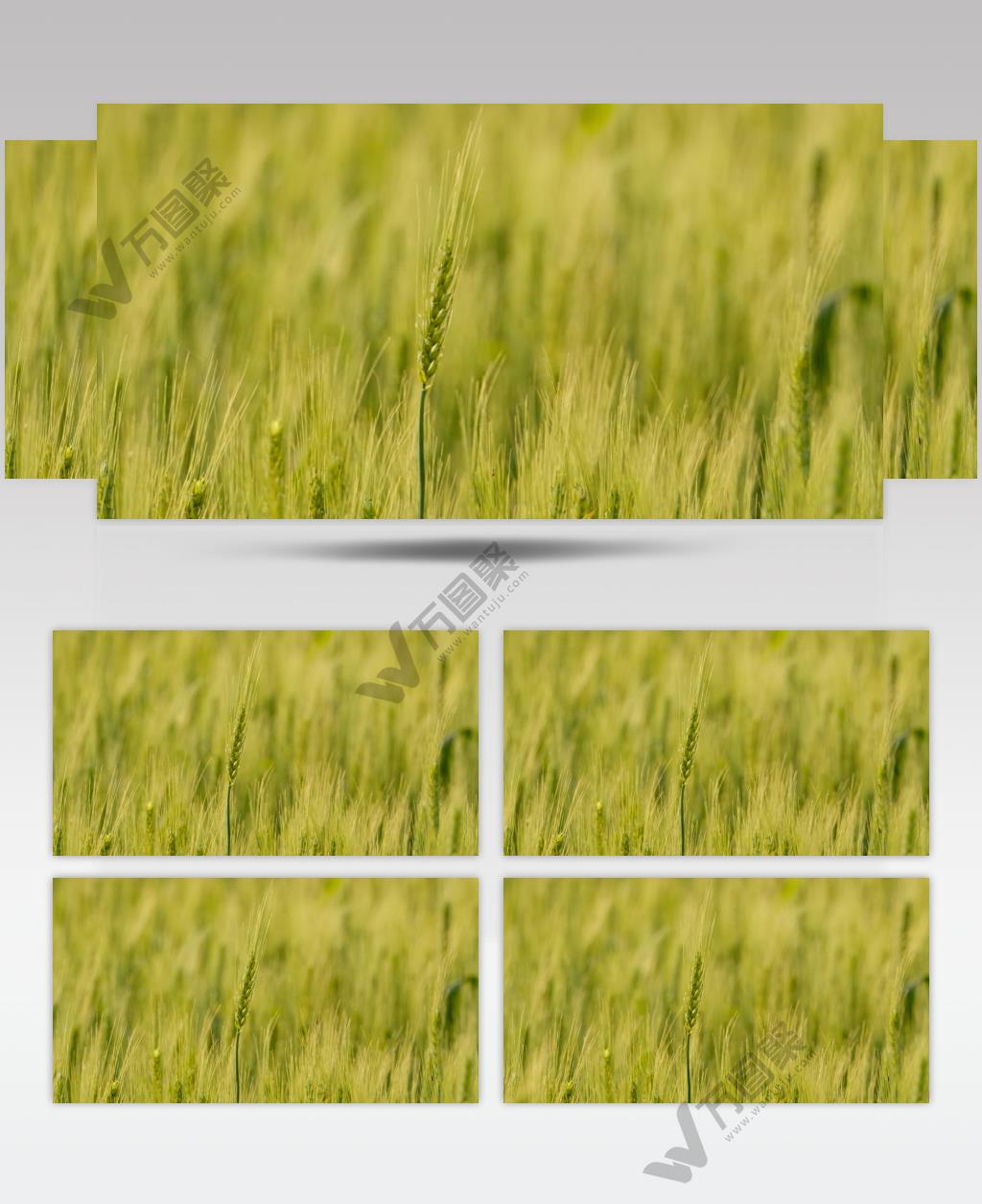 农村小麦慢镜头升格特写实拍