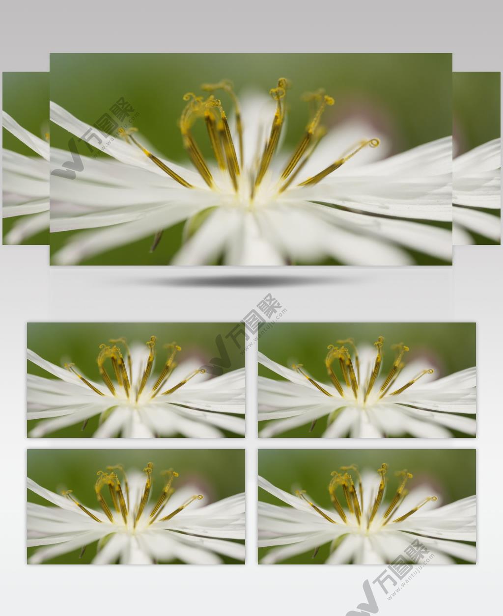 中华苦麦菜花朵微距特写实拍
