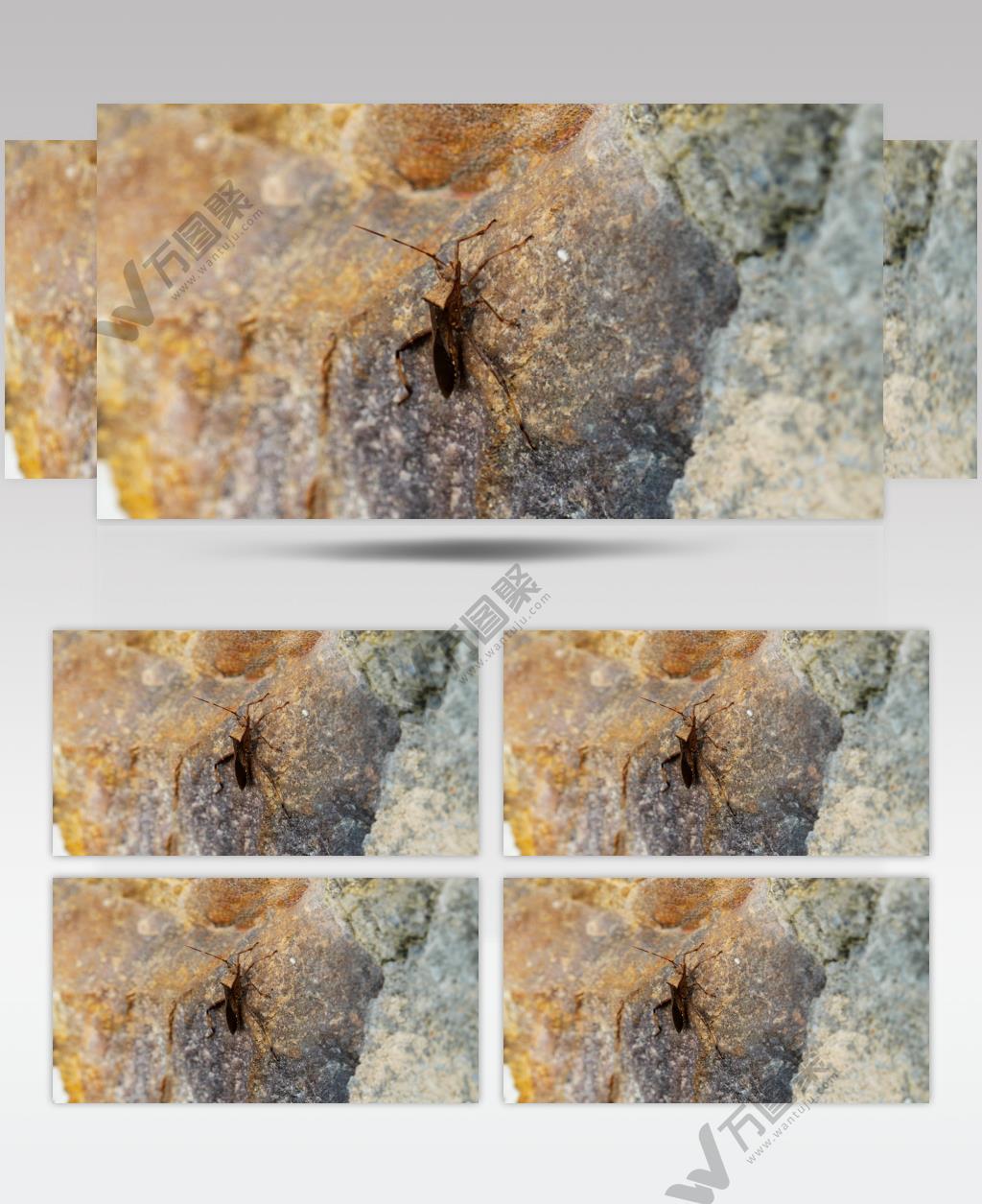 夏天昆虫点蜂缘蝽蛐蛐蚂蚱蝗虫