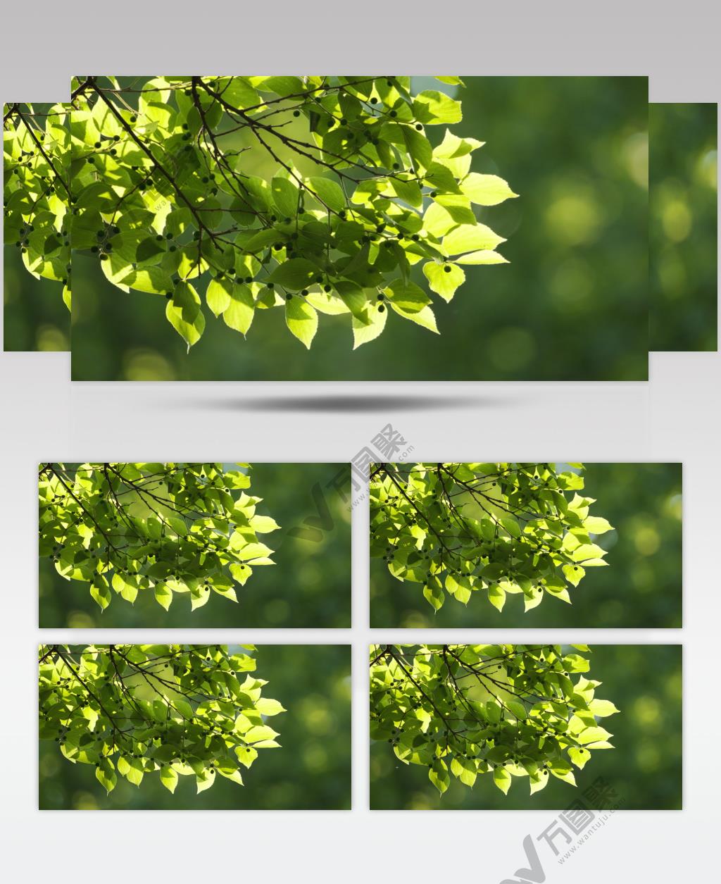 春天夏天朴树杨树叶果实翠碧绿油油