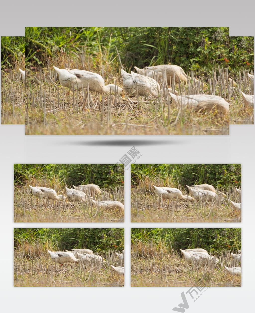 乡村散养鸭子 田地里觅食升格