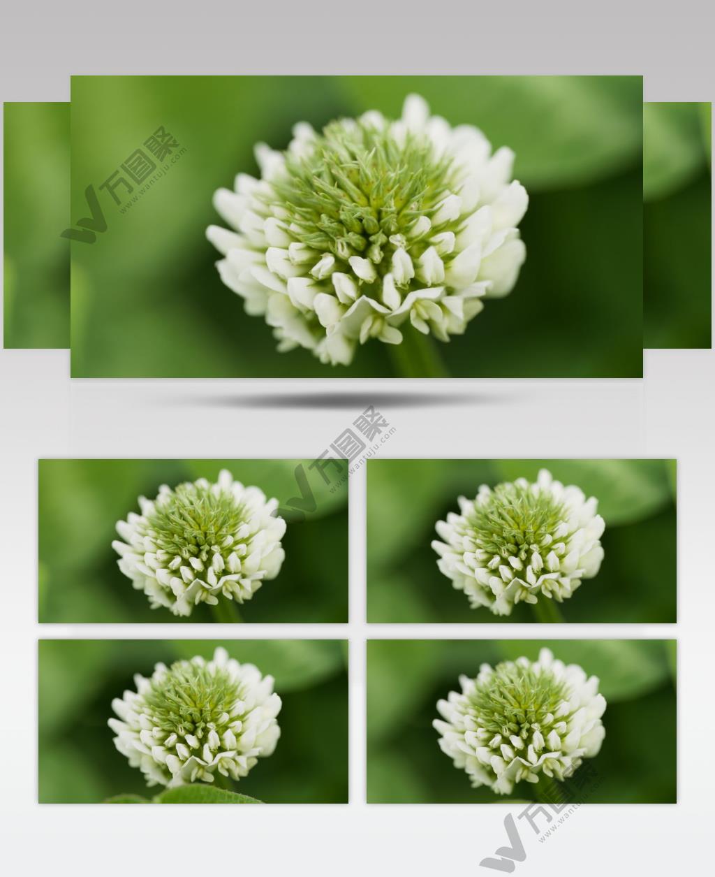 初立春分白花三叶草微距特写