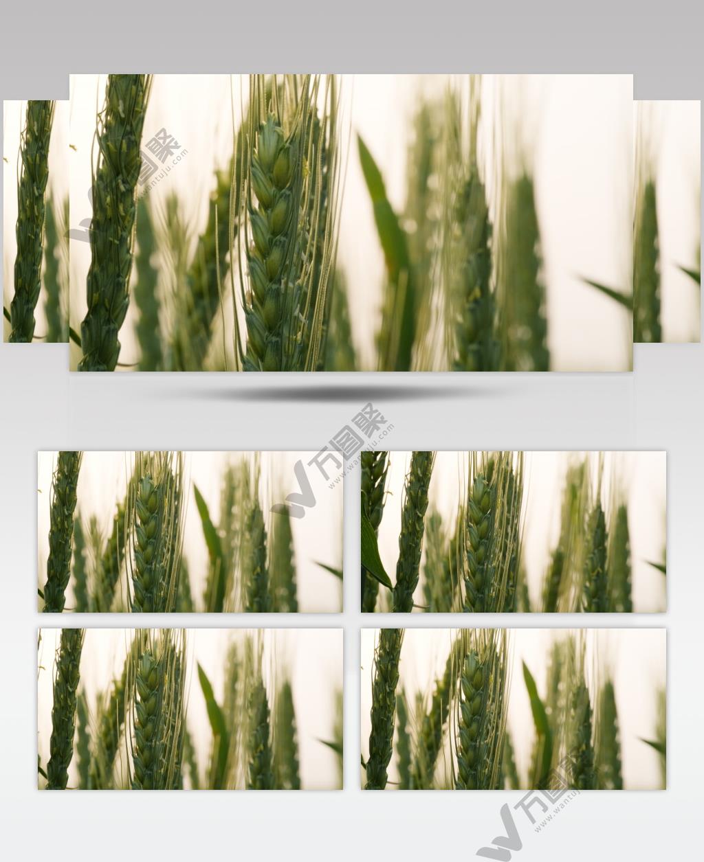 清晨朝阳下的绿色金边小麦