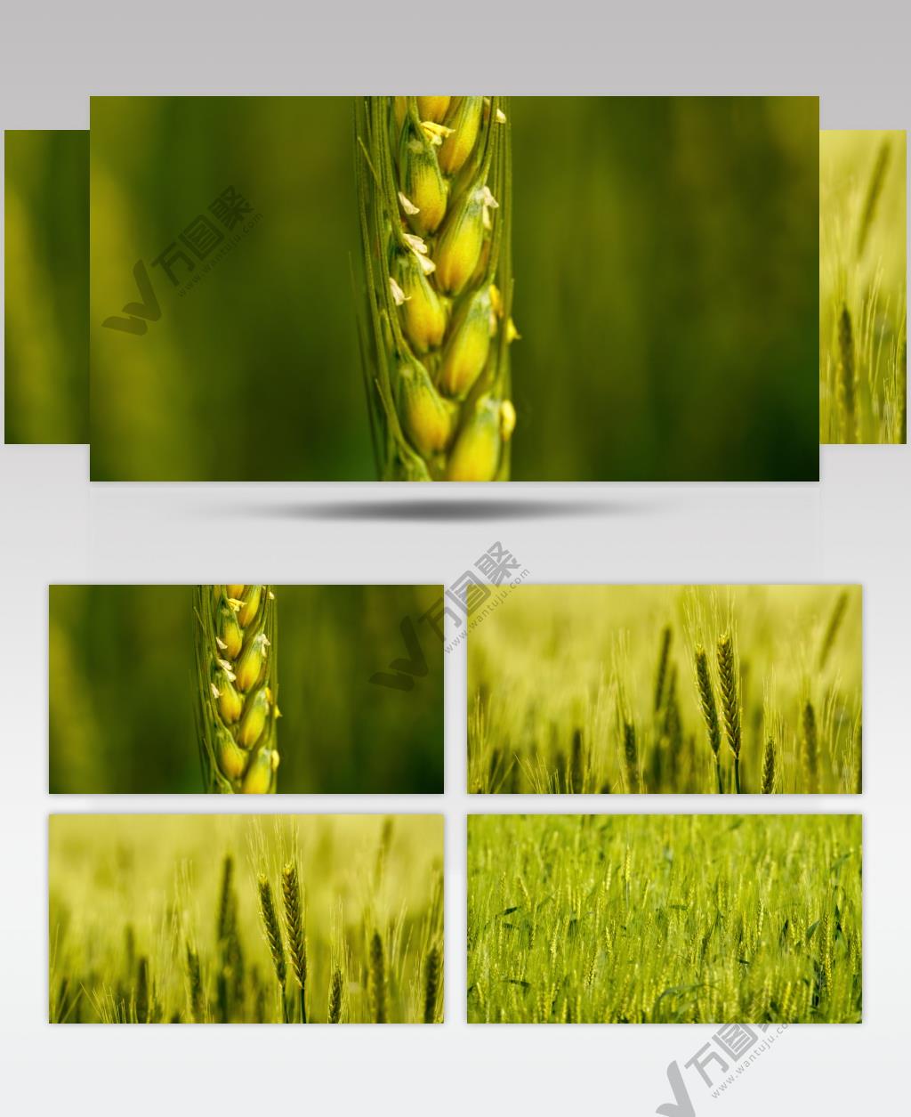 农村粮食田野小麦微距特写实拍