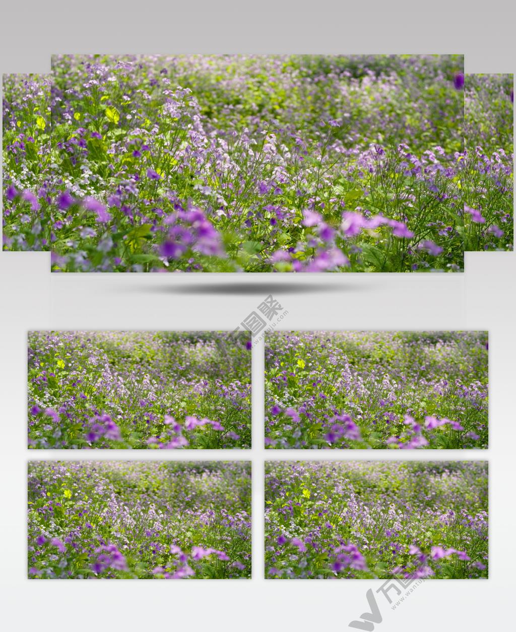 春天诸葛菜花朵卉实拍空镜头