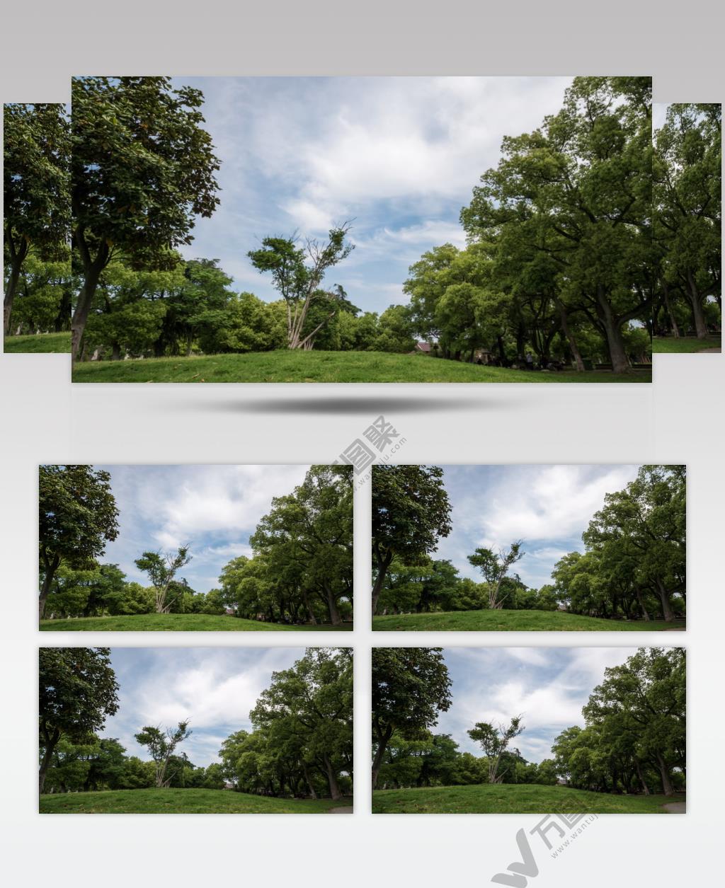 森林树林公园蓝天白云空气清新