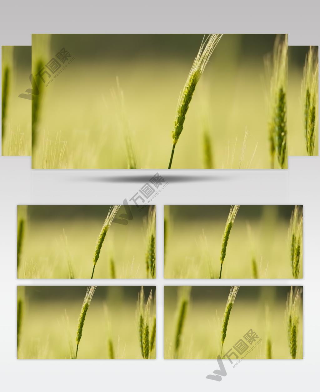 农村小麦田特写慢镜头升格