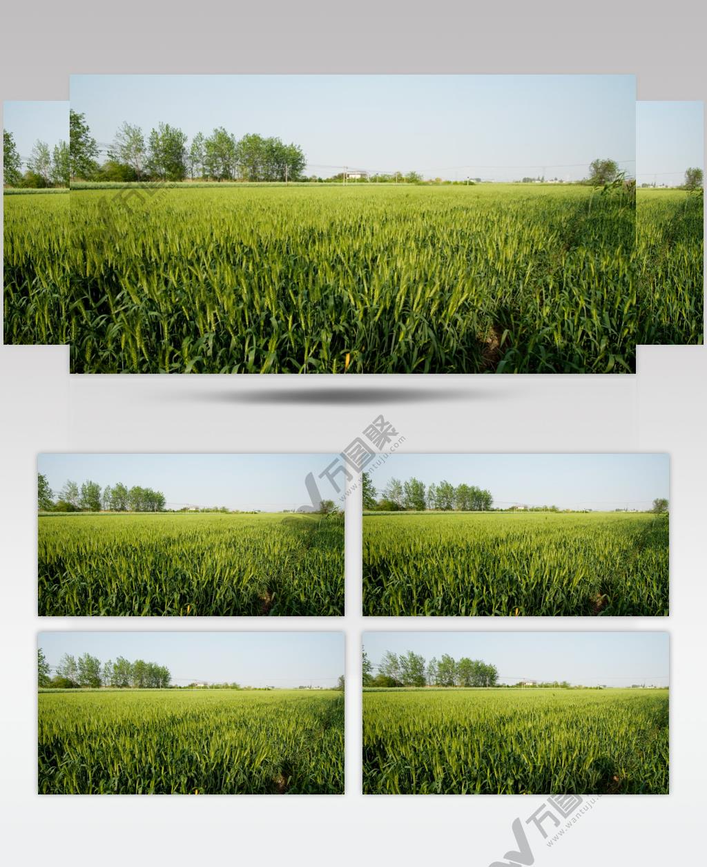 农村田野小麦微风实拍空镜