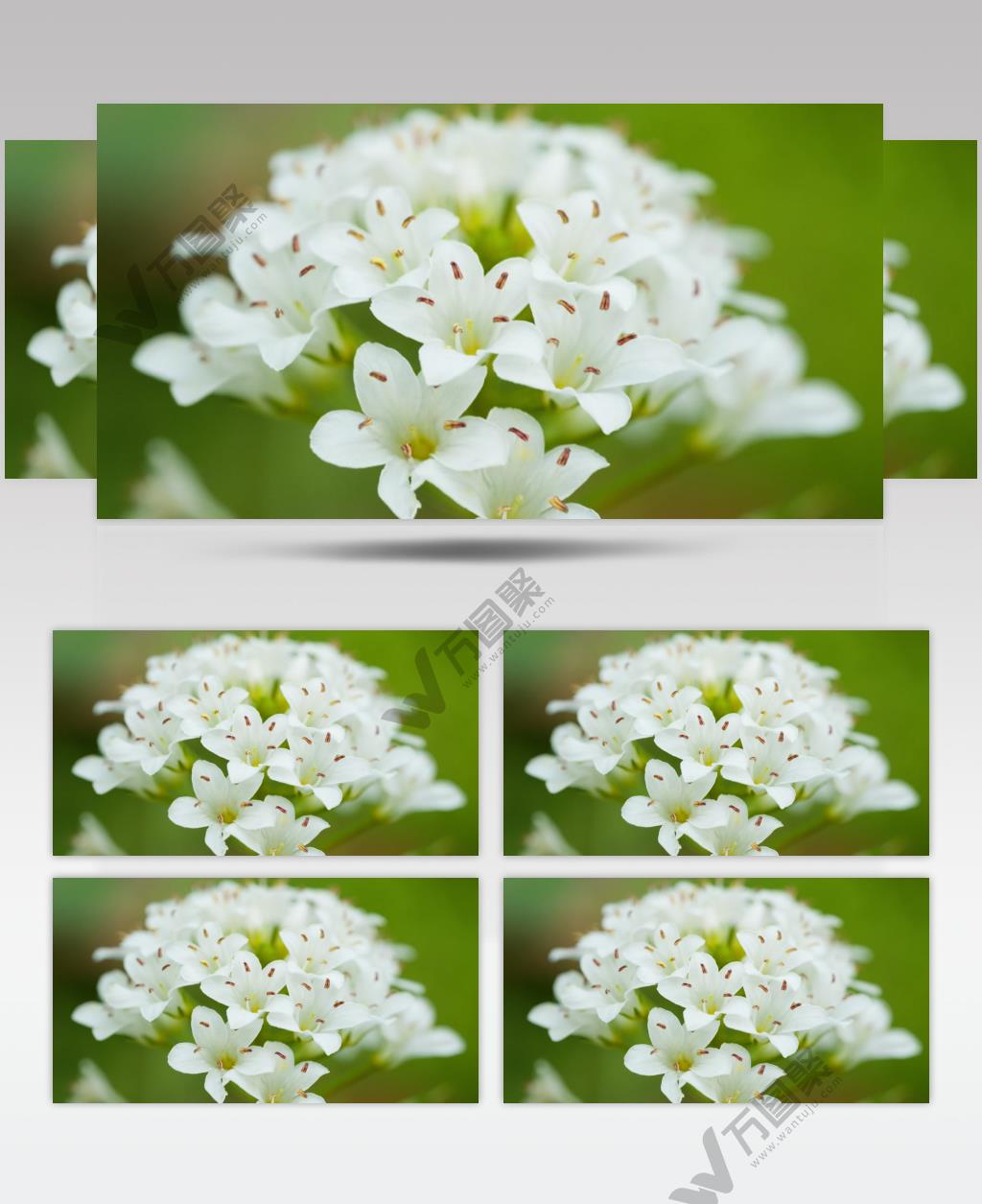 泽珍珠菜花朵卉花蕊花瓣花粉