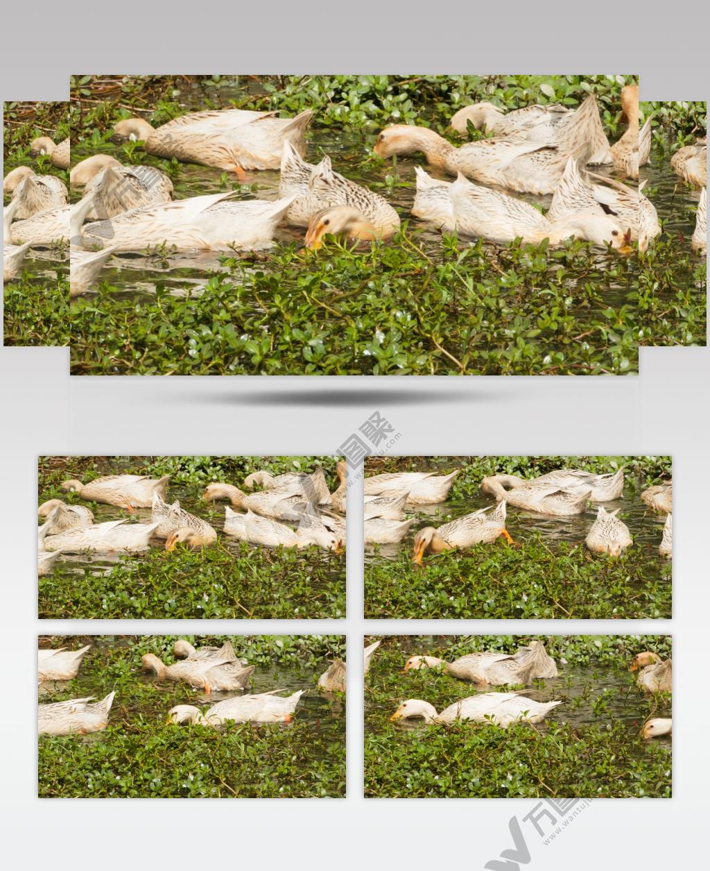 农村散养鸭子在池塘疯狂进食