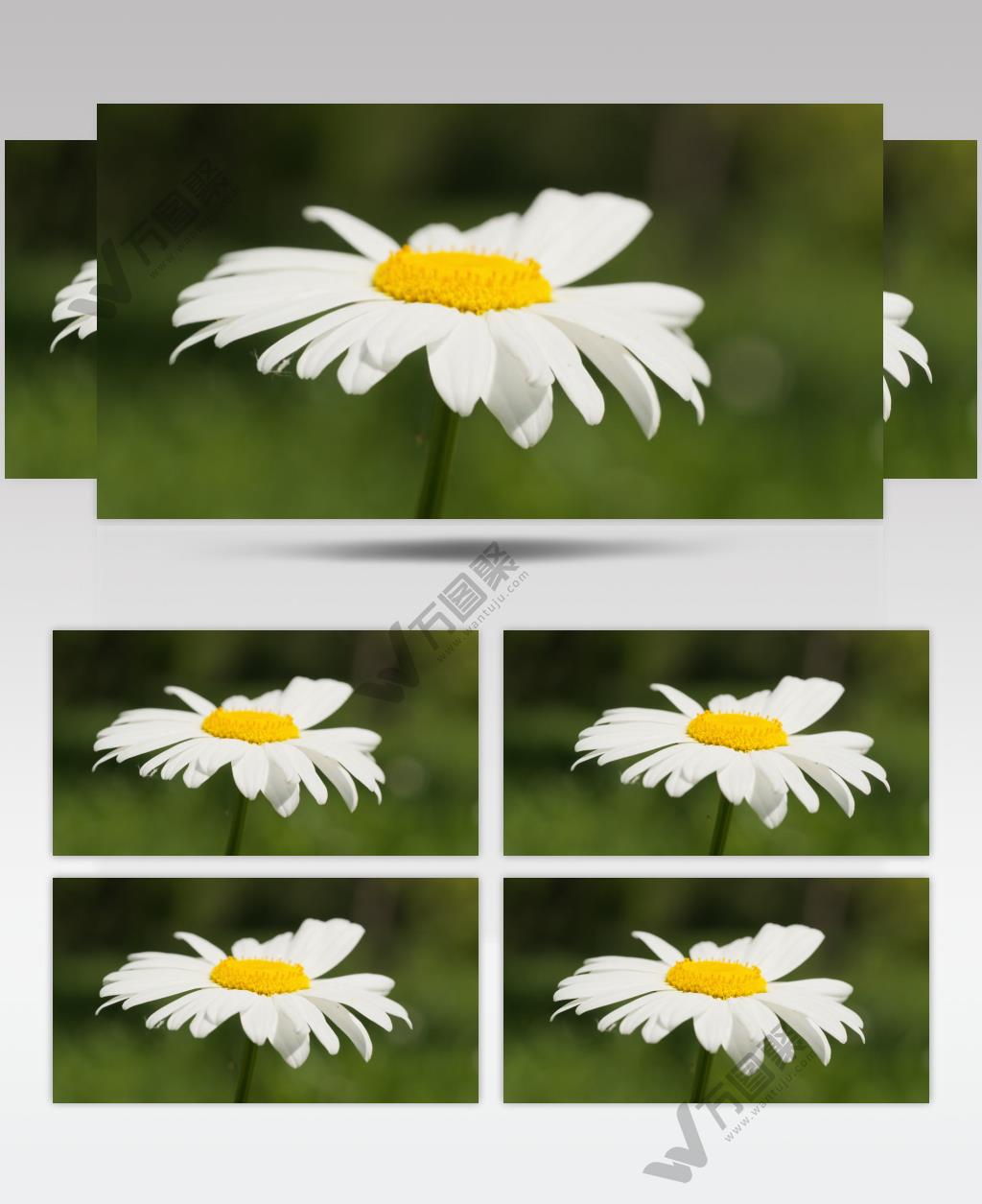 森林里被风吹动的甘菊花特写