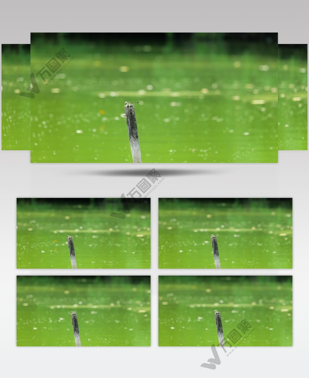 夏天池塘里木棍上的蜻蜓蝉鸣