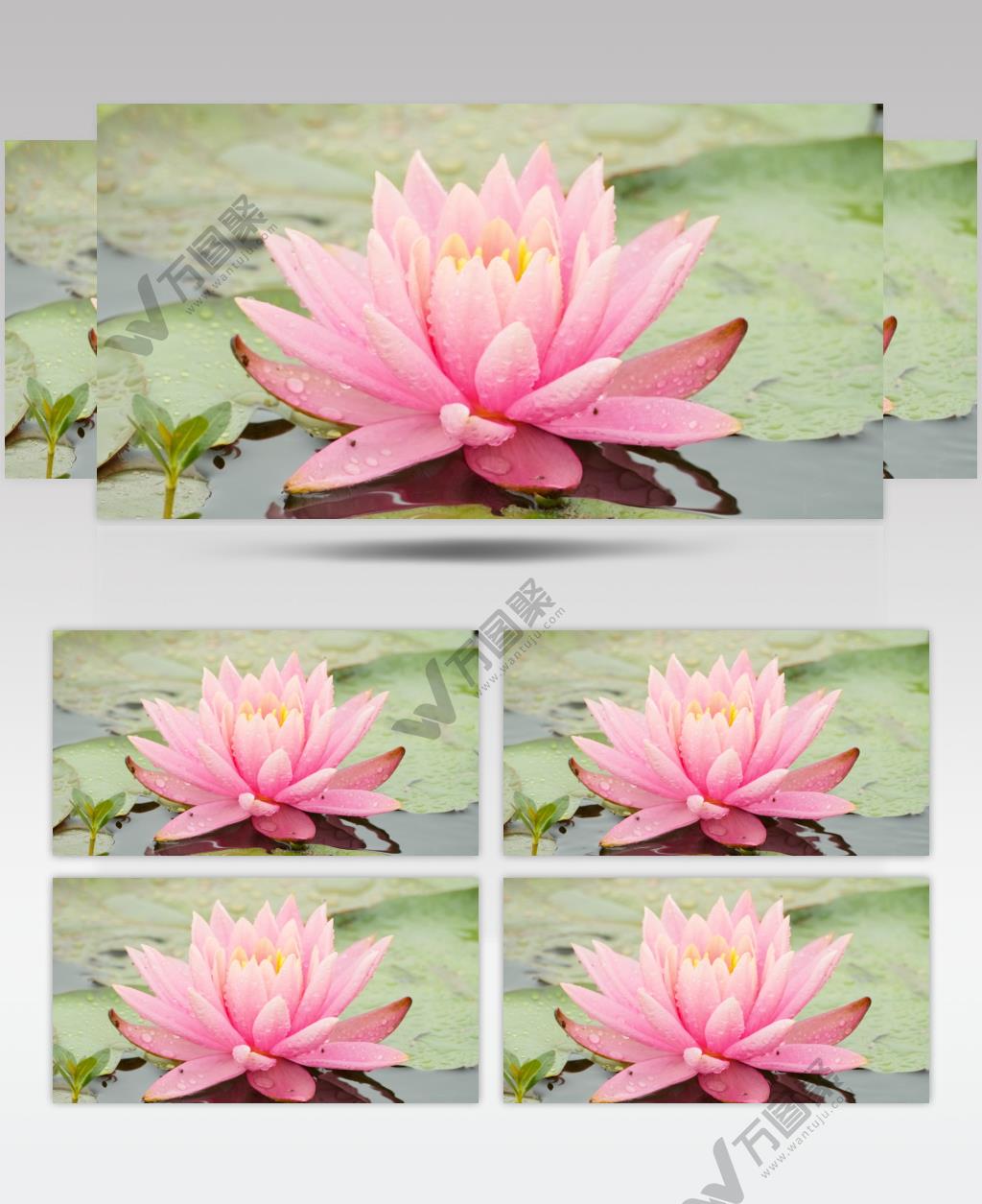 睡莲荷花朵卉荷叶浮萍下雨阴天 (1)