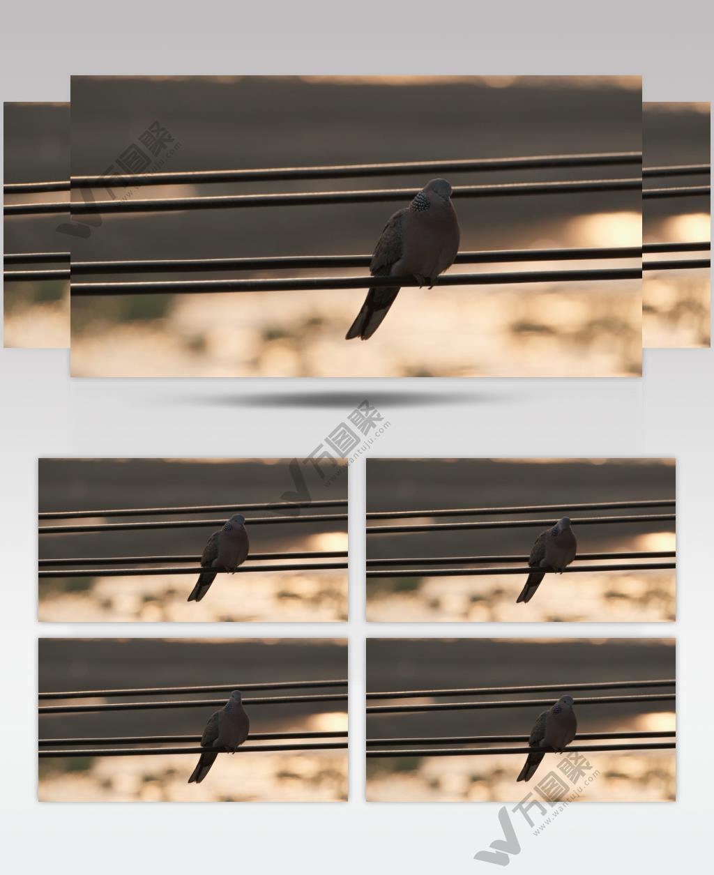 傍晚黄昏休息的斑鸠鸟实拍