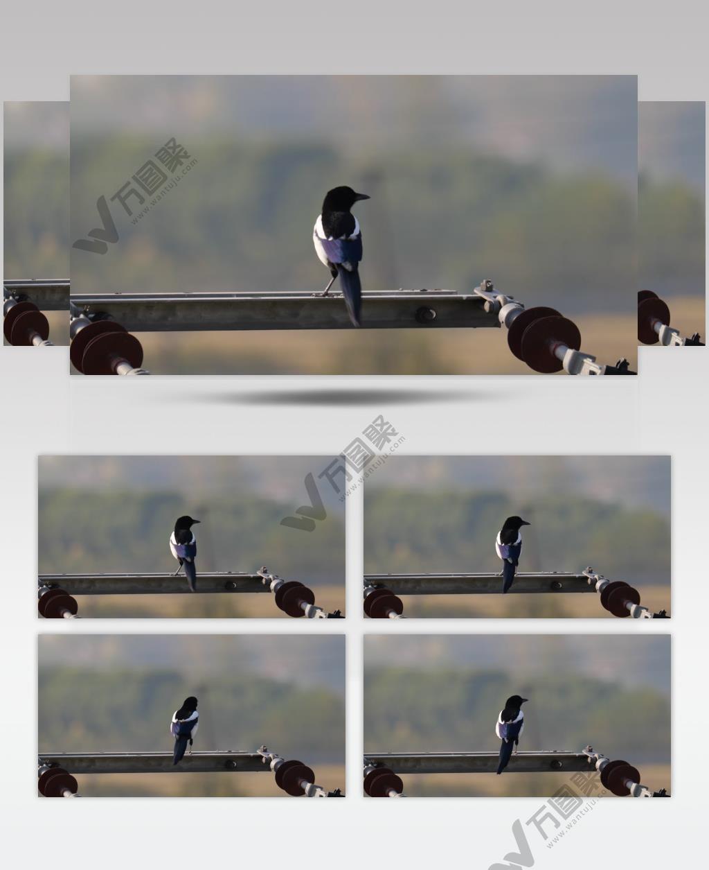 清晨电线杆上的喜鹊实拍