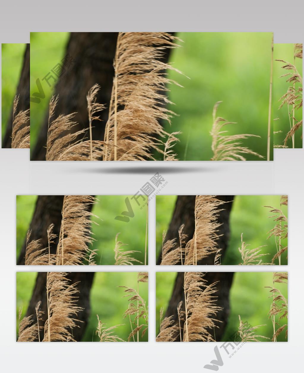 下雨中河溪边芦苇实拍空镜头