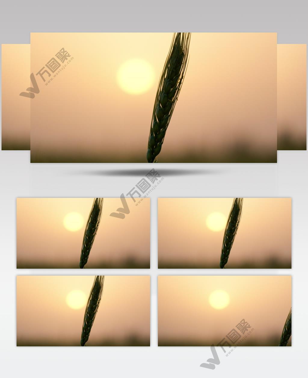 夕阳下的小麦逆光剪影实拍空镜