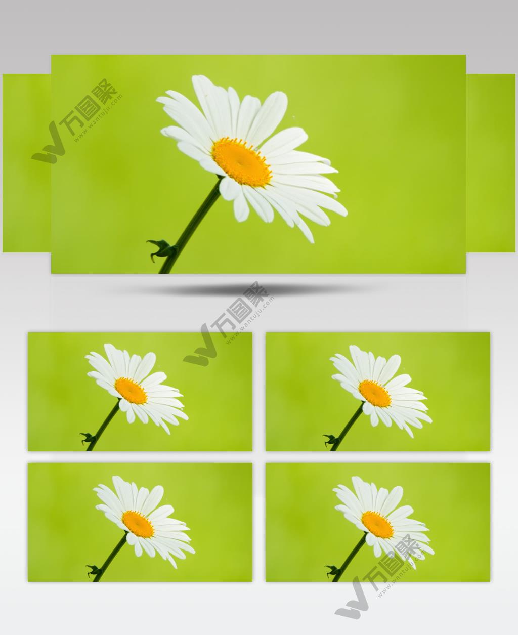 滨菊甘菊雏菊向日葵白色橙色花朵