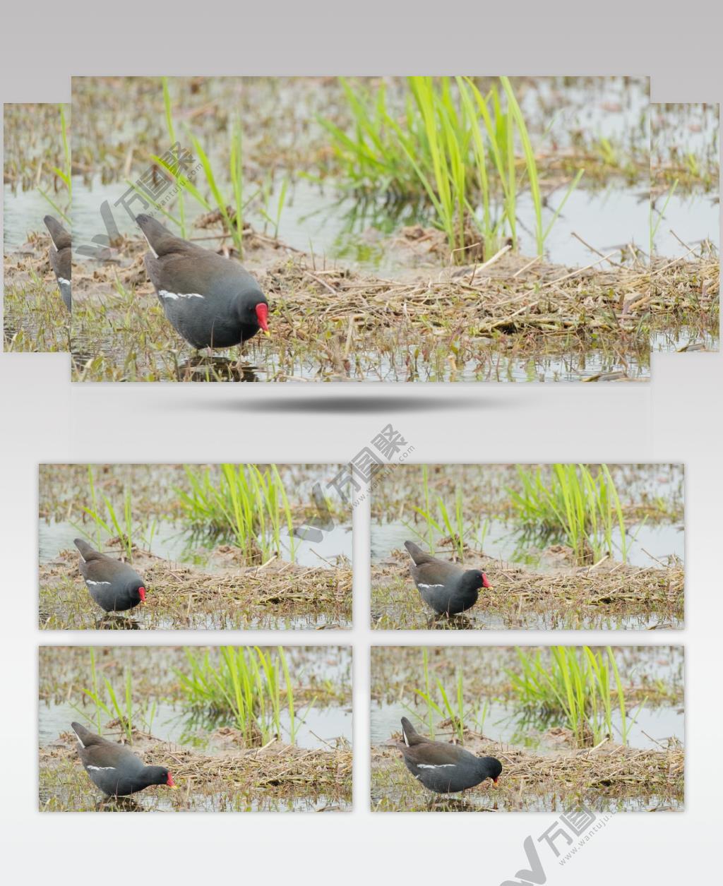 黑水鸡觅食特写实拍镜头