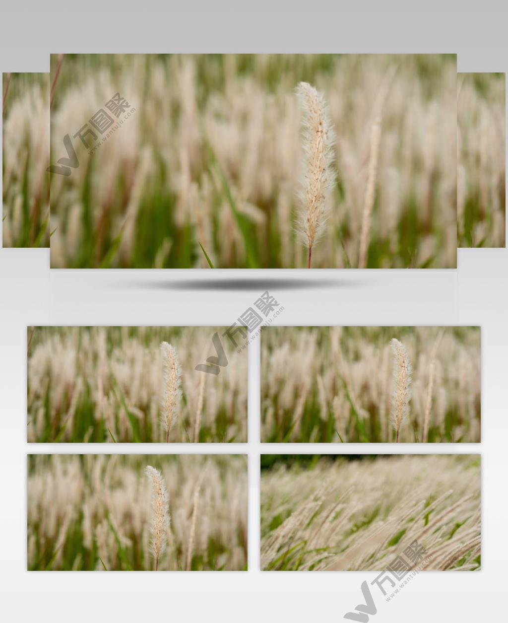 柔美芦苇狗尾巴草白茅植物微风空镜