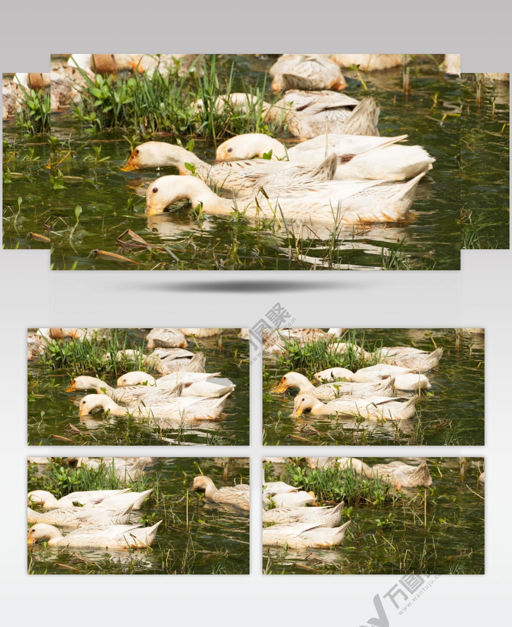 农村散养鸭子池塘觅食实拍