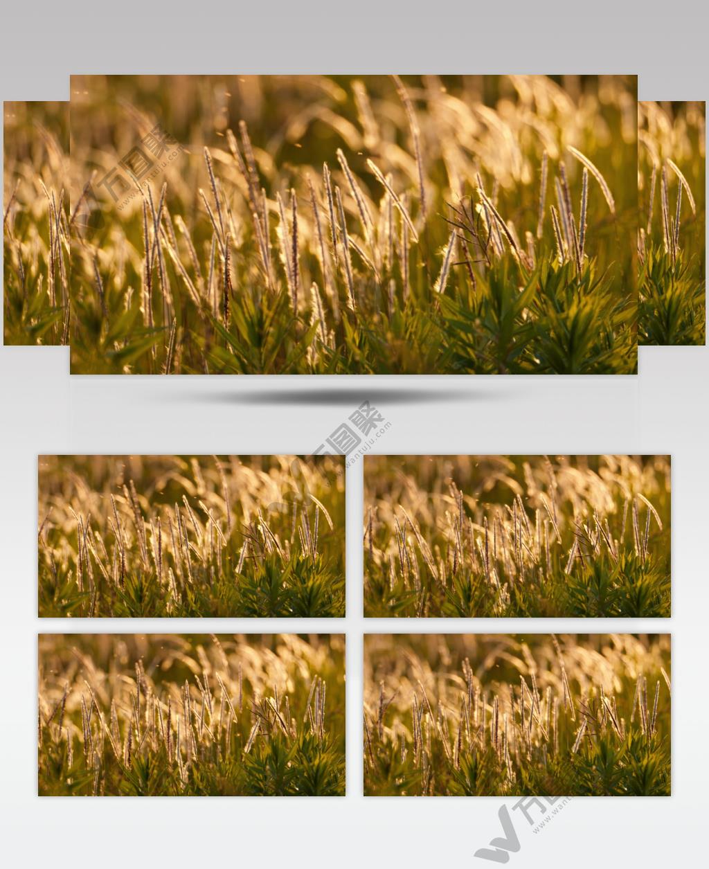 河边唯美白茅狗尾巴草芦苇逆光