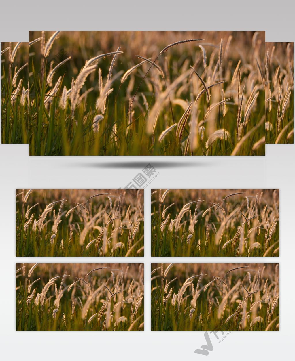 傍晚逆光狗尾巴草白茅唯美意境