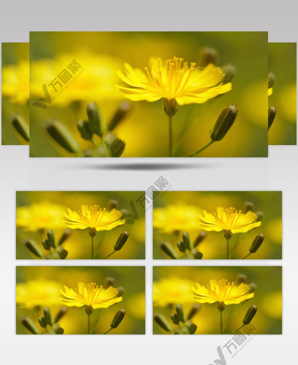 春天中华苦荬菜花朵微距特写