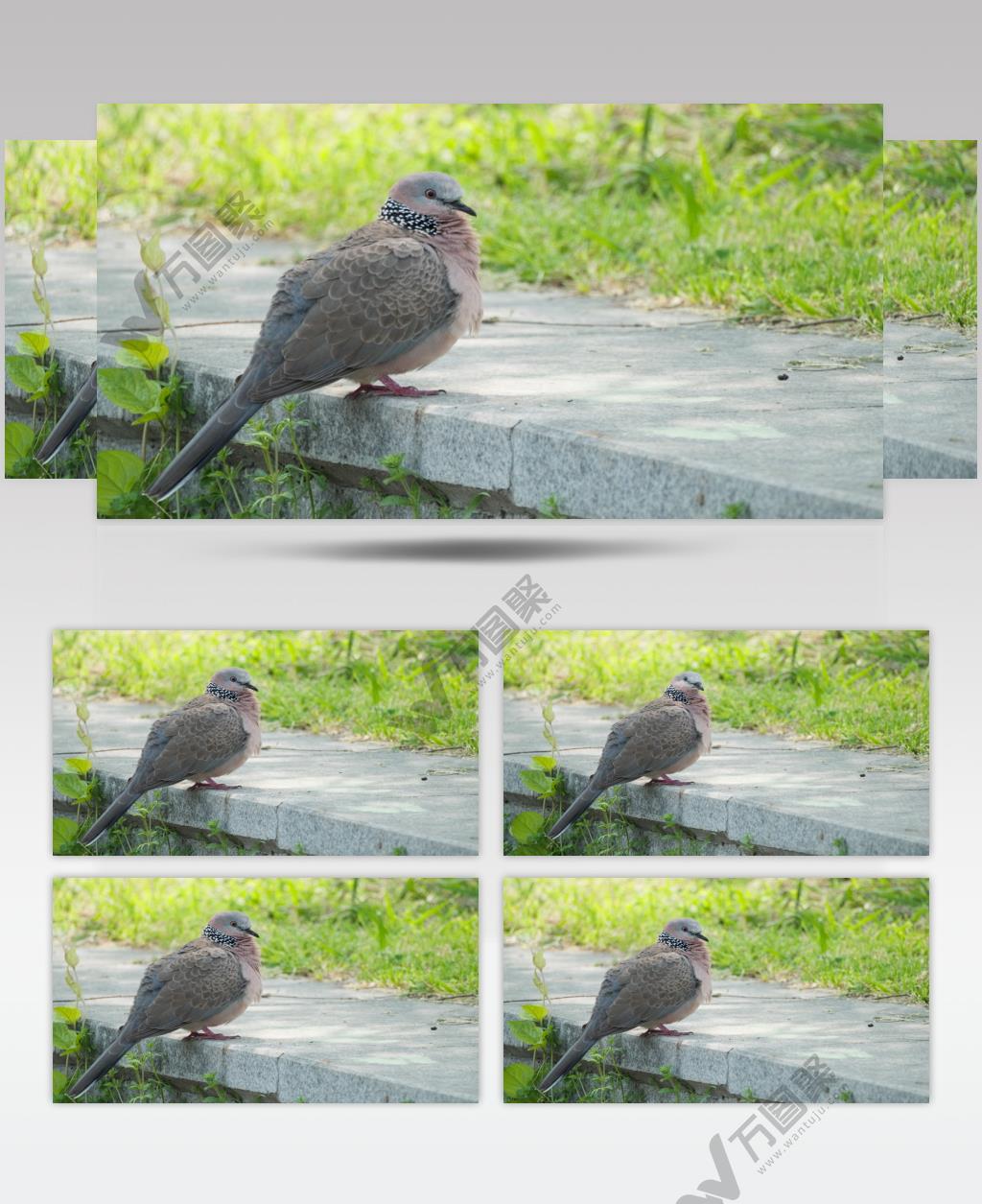 一只斑鸠鸟特写实拍镜头