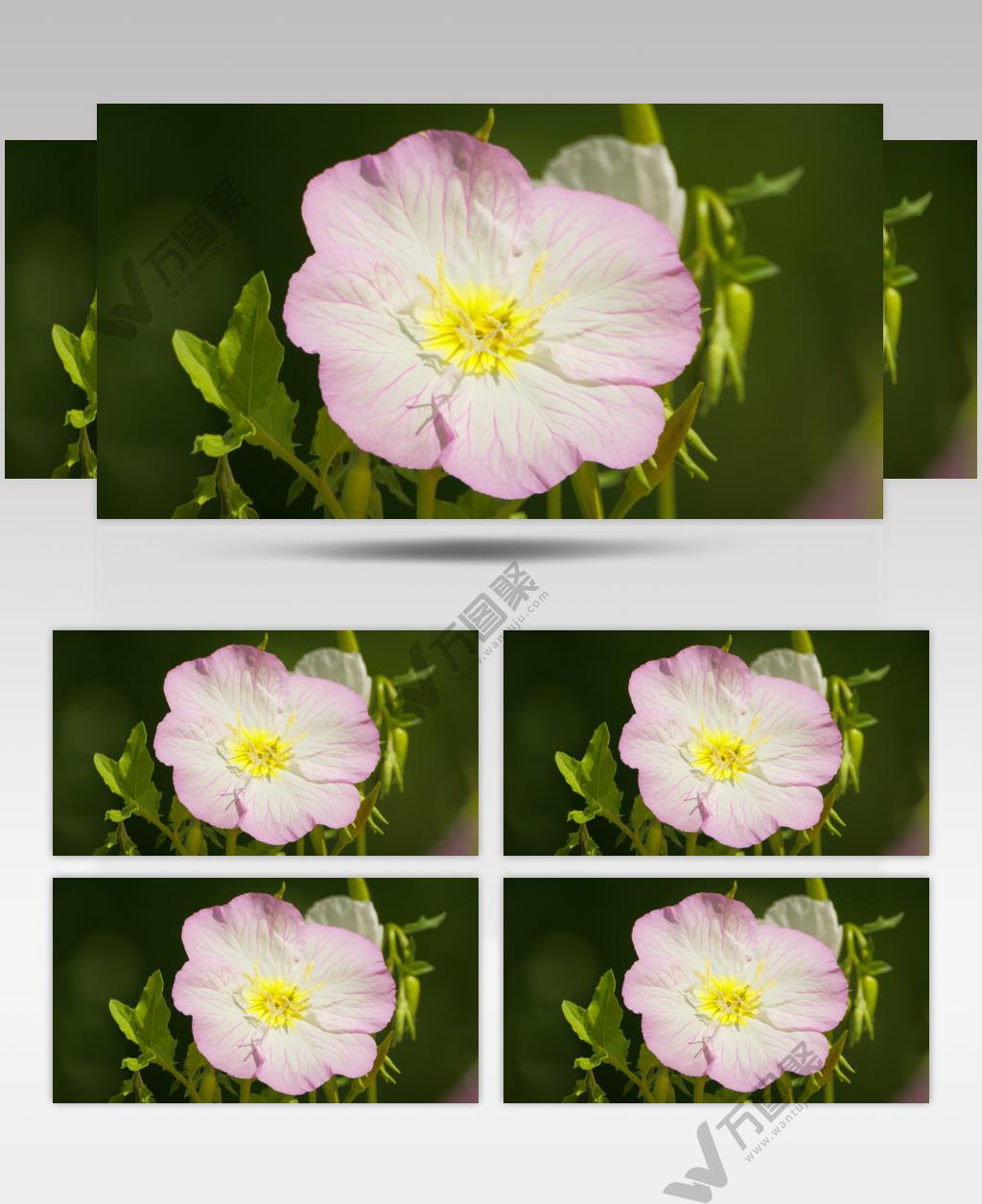 四月见草花初立春分实拍空镜头