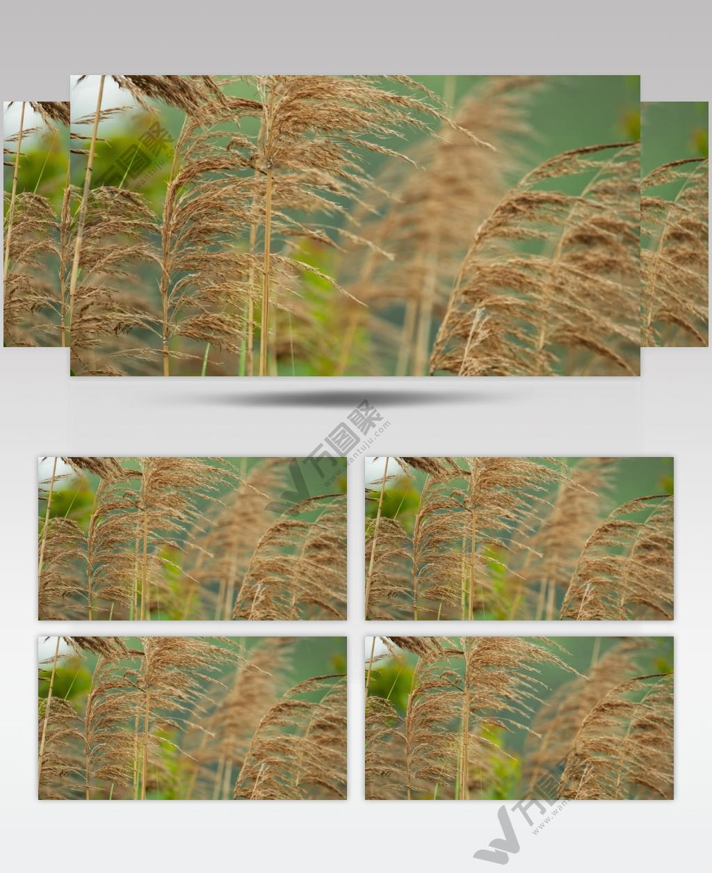 河溪边芦苇丛慢镜头升格实拍