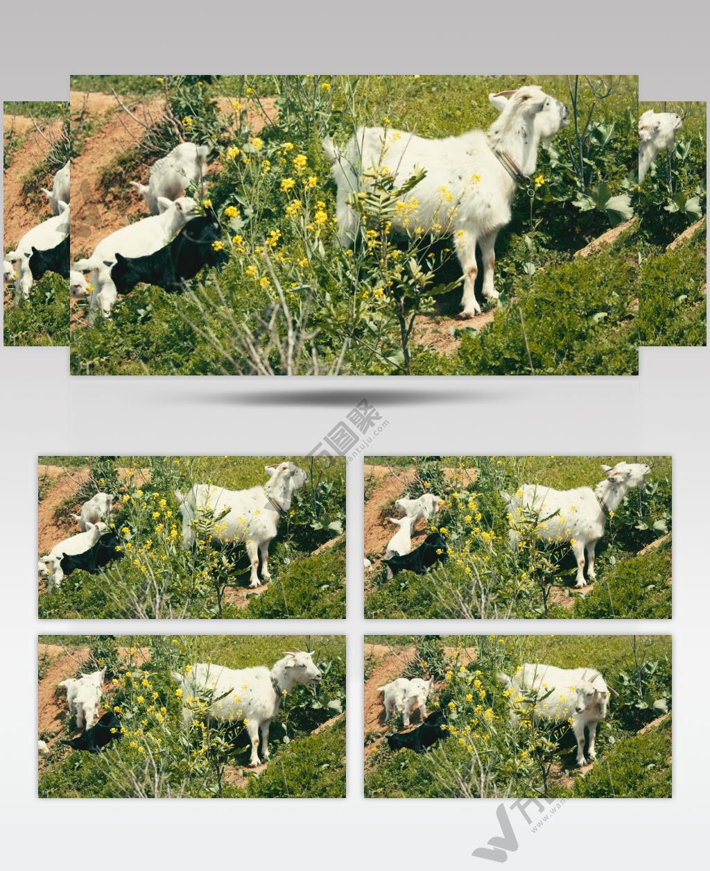 春天山羊妈妈带着几只小羊羔畜牧