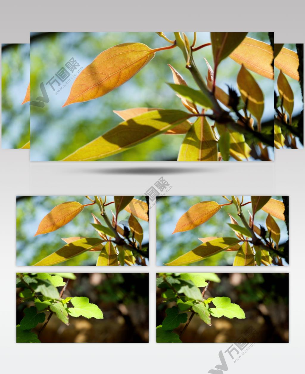 树叶树木绿植实拍空镜头