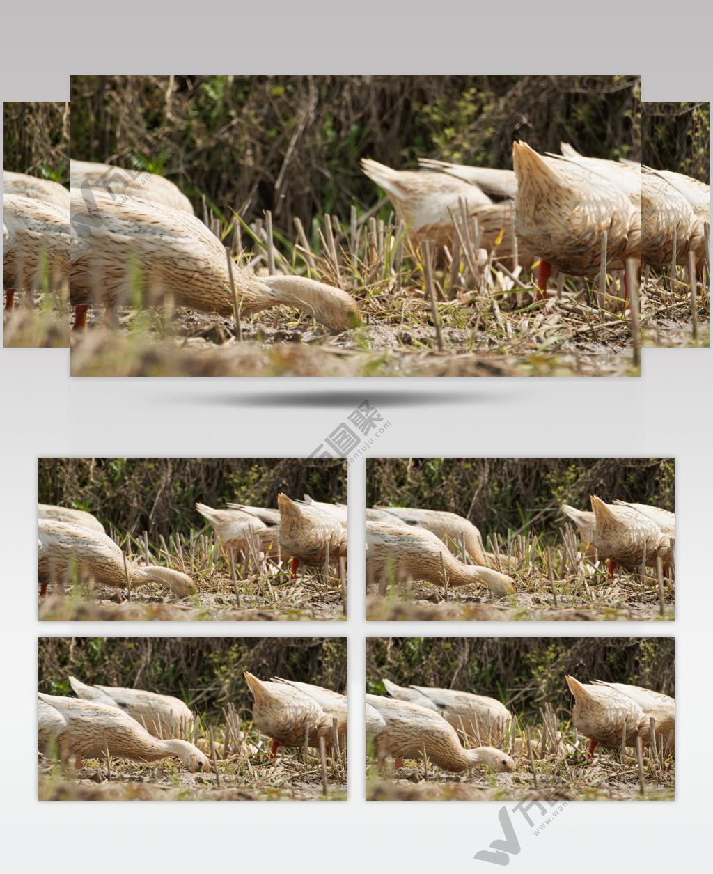 农村散养鸭子特写实拍镜头