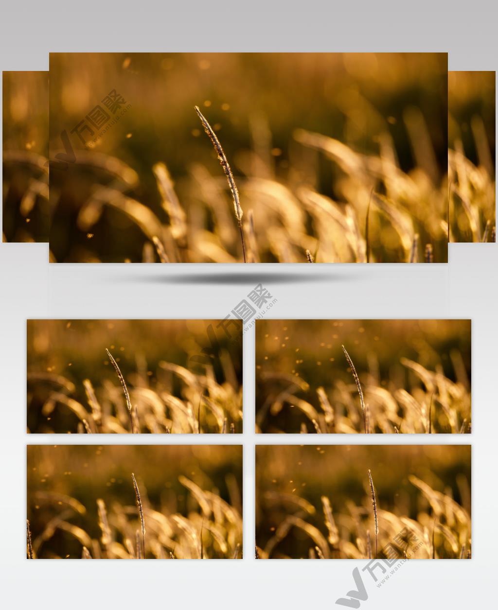 逆光唯美金色野草狗尾巴草白茅