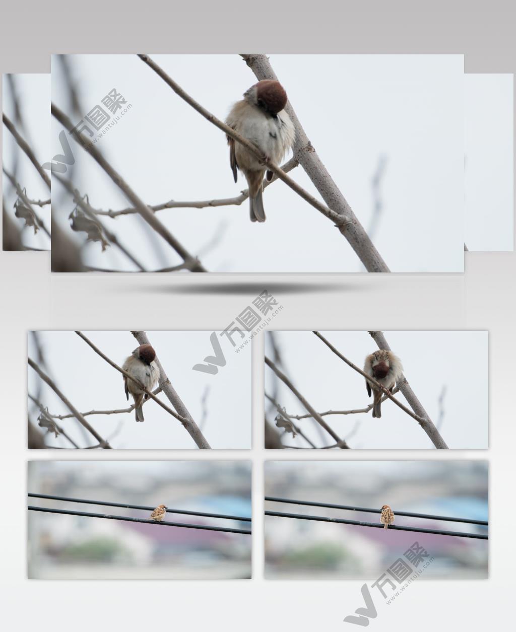 麻雀打理羽毛特写实拍镜头