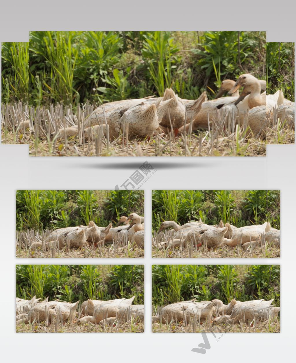 散养鸭子田地里觅食升格慢镜