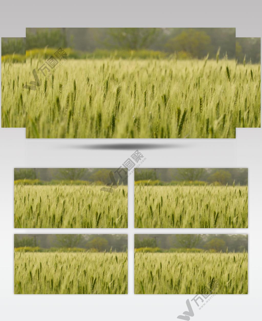 农村小麦田野粮食实拍