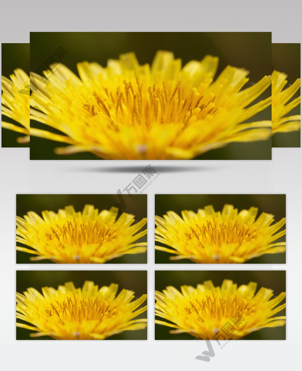 苦苣菜花初立春分实拍镜头