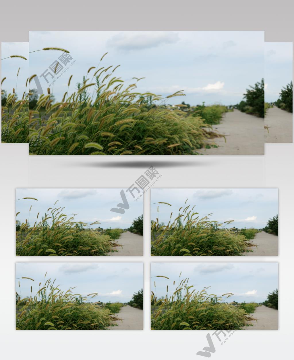 农村小路边茂密的狗尾巴草