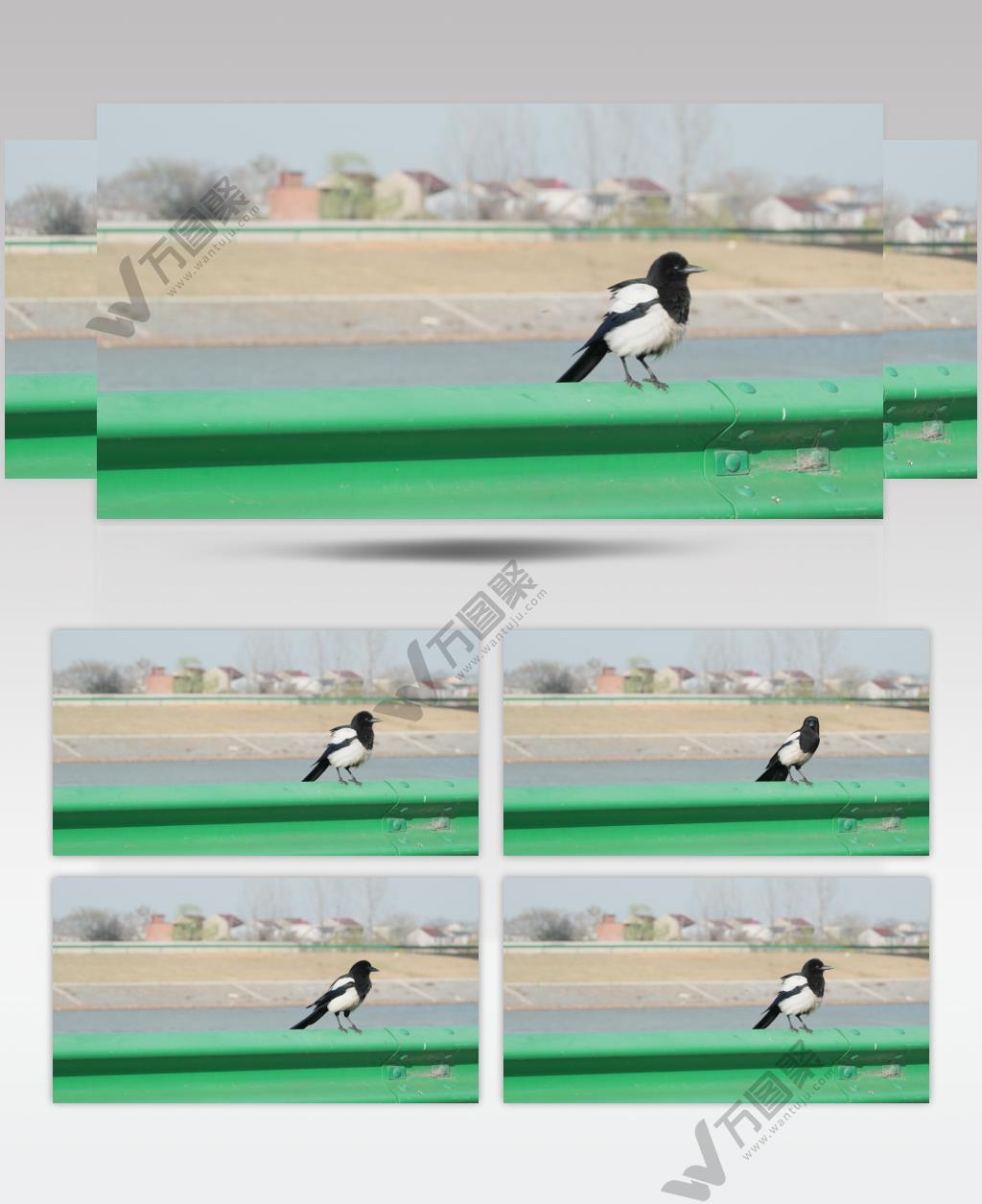 国道边一只喜鹊实拍镜头