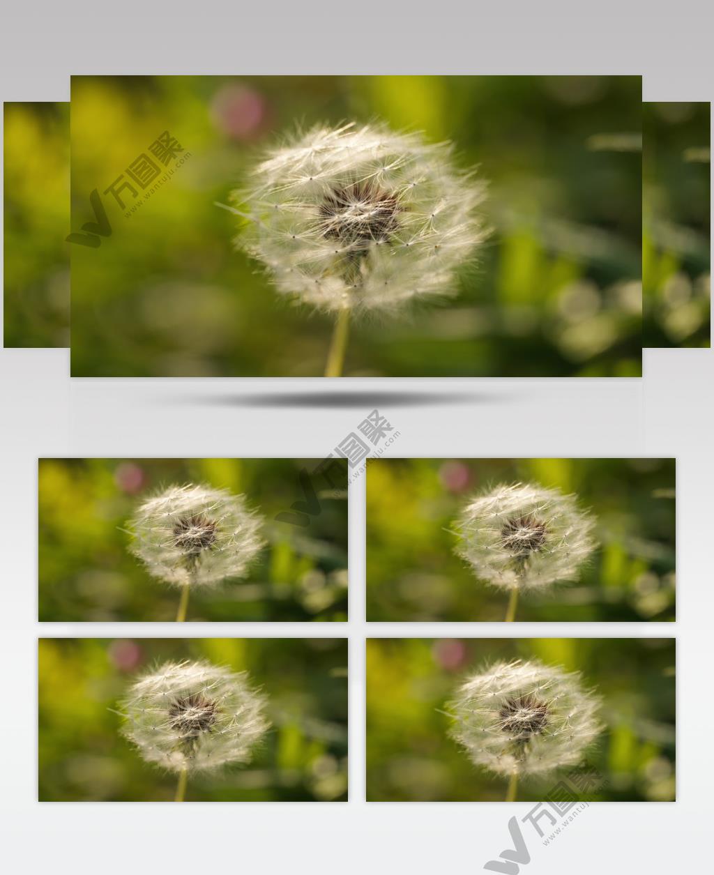 傍晚黄昏唯美蒲公英金色逆光空镜